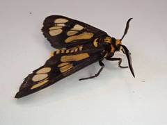 Eressa geographica