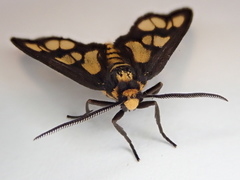 Eressa geographica