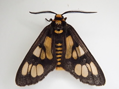 Eressa geographica