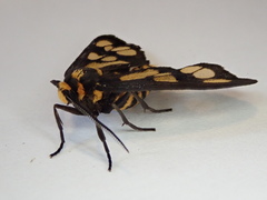 Eressa geographica