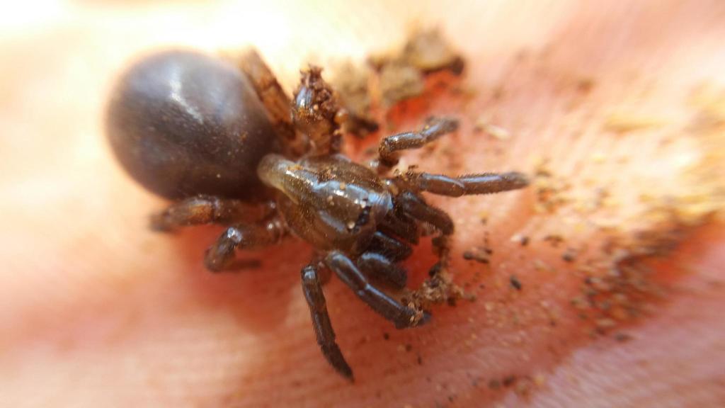 Stasimopus filmeri