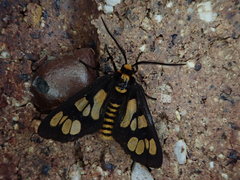 Eressa geographica