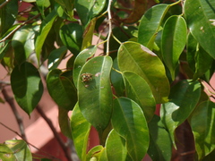 Paraphidippus aurantius