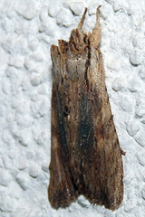 Lithophane semibrunnea