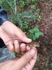 Anolis schiedii