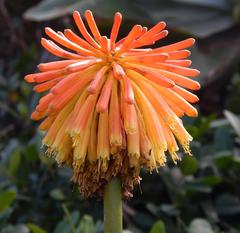 Kniphofia rooperi