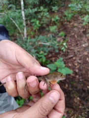 Anolis schiedii