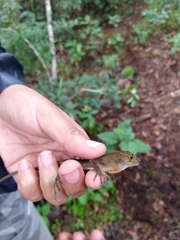 Anolis schiedii