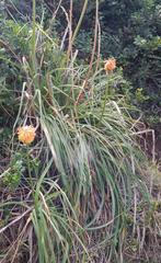 Kniphofia rooperi