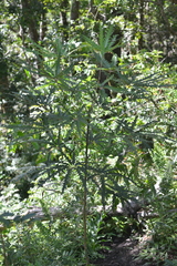Plerandra elegantissima