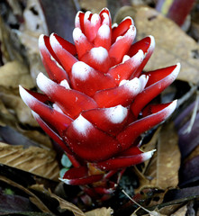 Aechmea poitaei