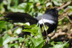 Trochocercus cyanomelas cyanomelas