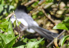 Trochocercus cyanomelas cyanomelas