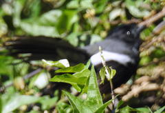 Trochocercus cyanomelas cyanomelas