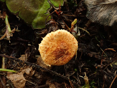 Pholiota lucifera
