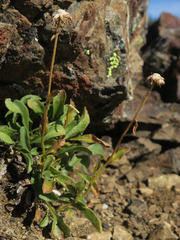 Erigeron flettii