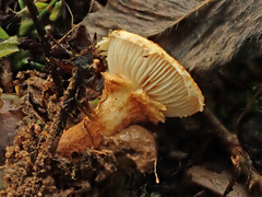Pholiota lucifera