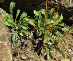 Erigeron flettii
