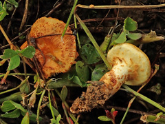 Pholiota lucifera