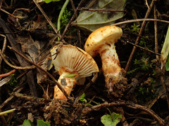 Pholiota lucifera