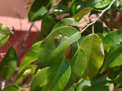 Paraphidippus aurantius