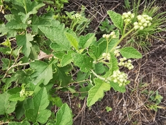 Parthenium lozanoanum