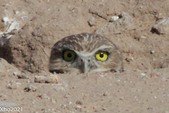 Athene cunicularia
