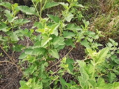 Parthenium lozanoanum