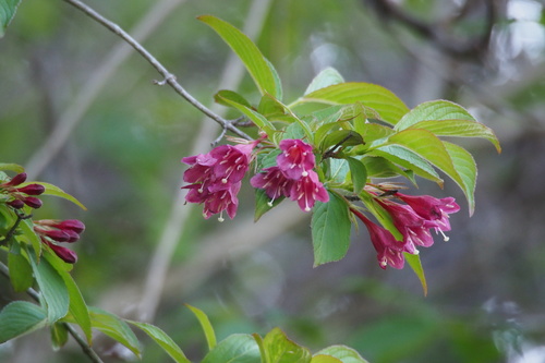 Weigela floribunda, photograph 2
