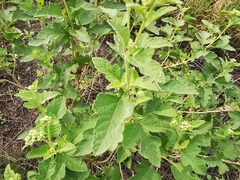 Parthenium lozanoanum