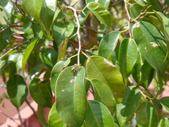 Paraphidippus aurantius