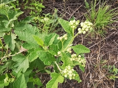 Parthenium lozanoanum