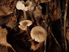Mycena chlorantha