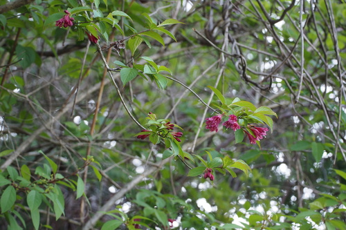 Weigela floribunda, photograph 3