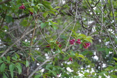 Weigela floribunda