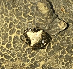 Verrucosa meridionalis