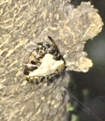 Verrucosa meridionalis