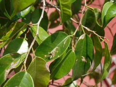 Paraphidippus aurantius