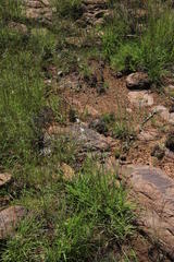 Gladiolus permeabilis edulis