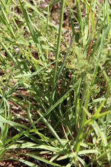 Gladiolus permeabilis edulis