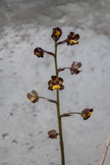 Cyrtopodium brunneum