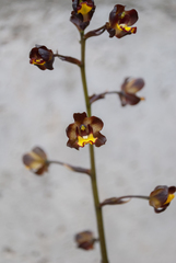 Cyrtopodium brunneum