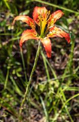 Lilium catesbaei image