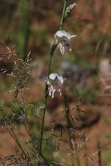 Gladiolus permeabilis edulis