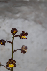 Cyrtopodium brunneum