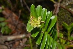 Appendicula reflexa