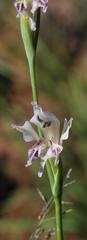 Gladiolus permeabilis edulis