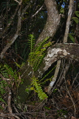 Appendicula reflexa