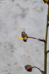 Cyrtopodium brunneum