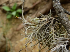 Tillandsia virescens